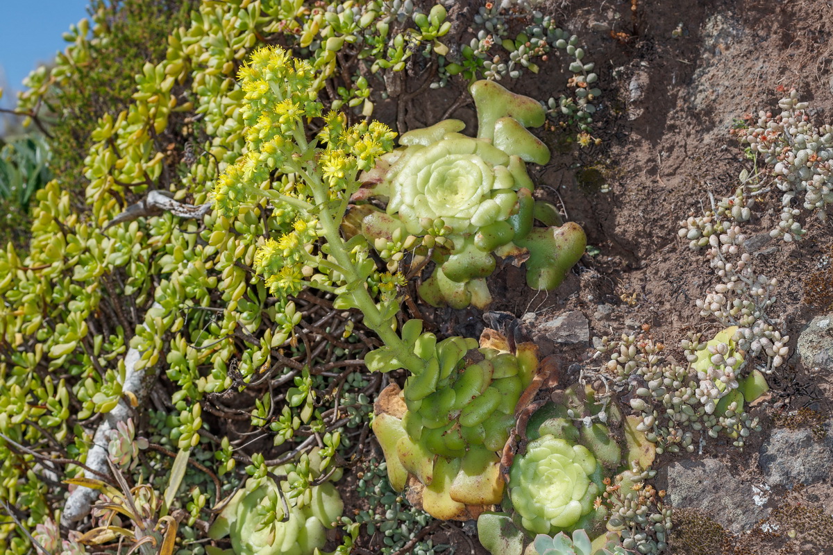 Aeonium canariense subsp. latifolium Pastel de risco01