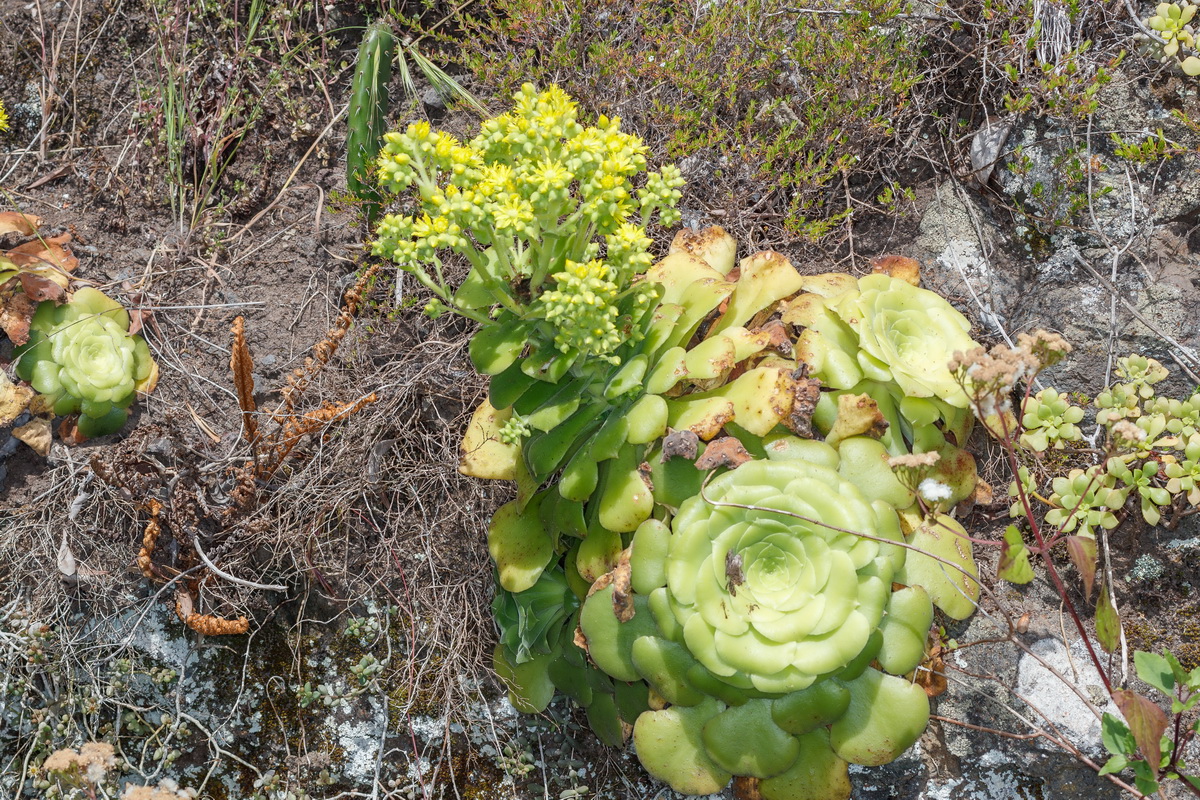 Aeonium canariense subsp. latifolium Pastel de risco03