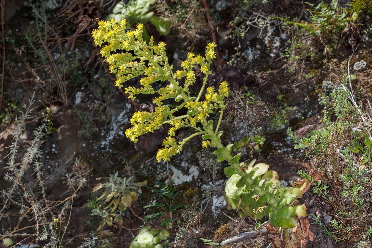 Aeonium canariense subsp. latifolium Pastel de risco04