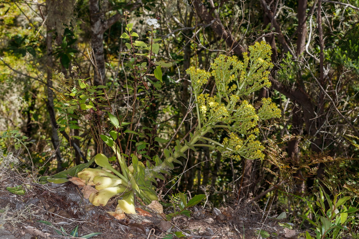 Aeonium canariense subsp. latifolium Pastel de risco05