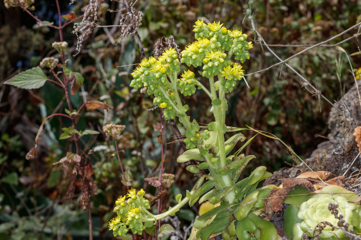 Aeonium canariense subsp. latifolium Pastel de risco06