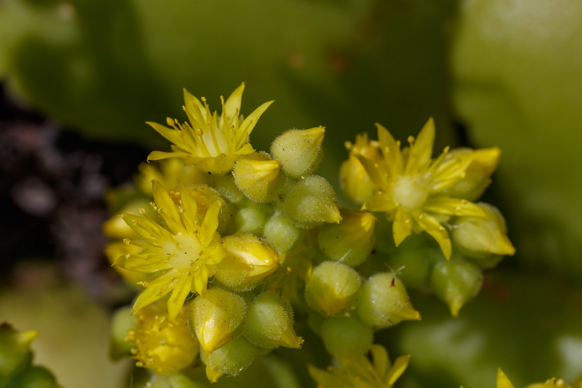Aeonium canariense subsp. latifolium Pastel de risco10
