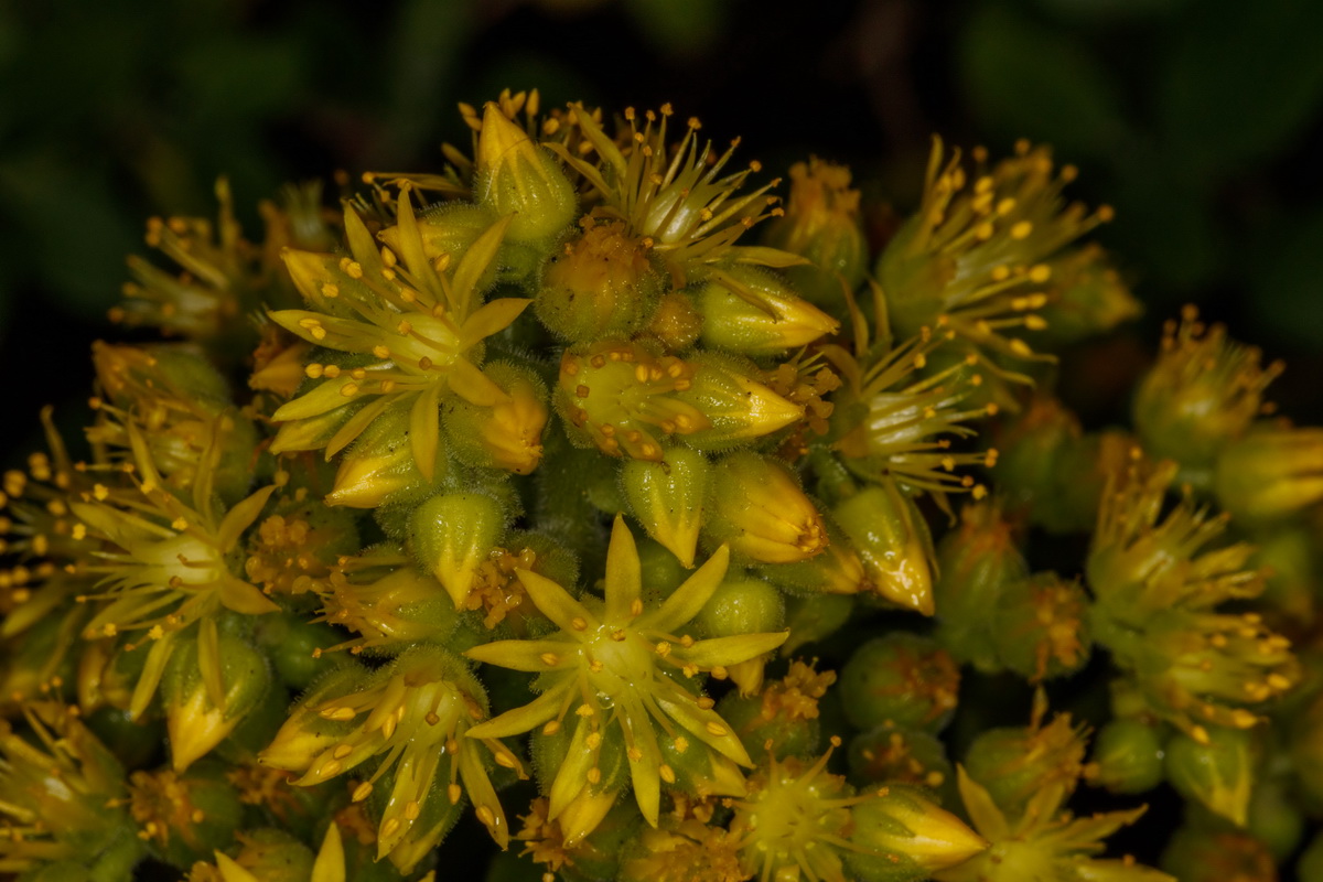 Aeonium canariense subsp. latifolium Pastel de risco11