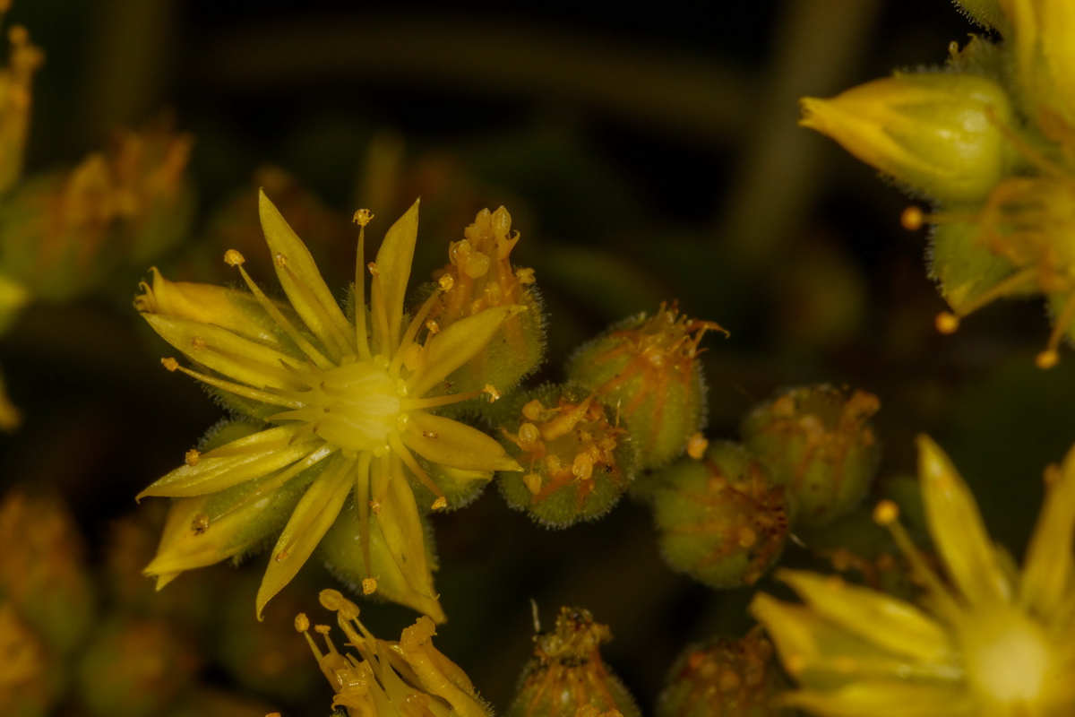 Aeonium canariense subsp. latifolium Pastel de risco12