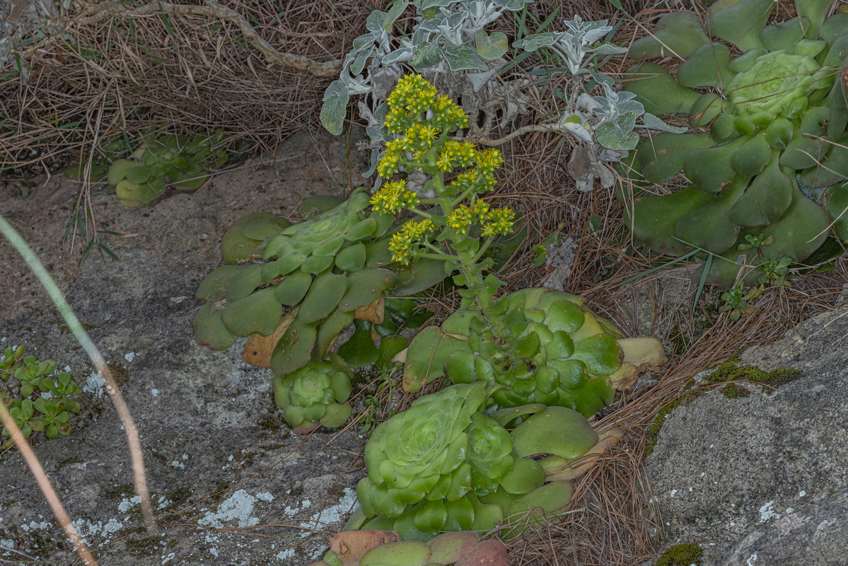 IMG 3580 Aeonium canariense subsp. latifolium (pastel de risco)