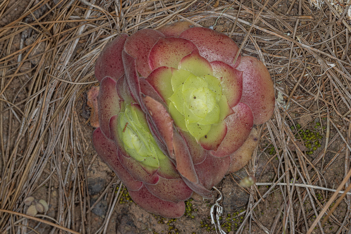 IMG 3584 Aeonium canariense subsp. latifolium (pastel de risco)