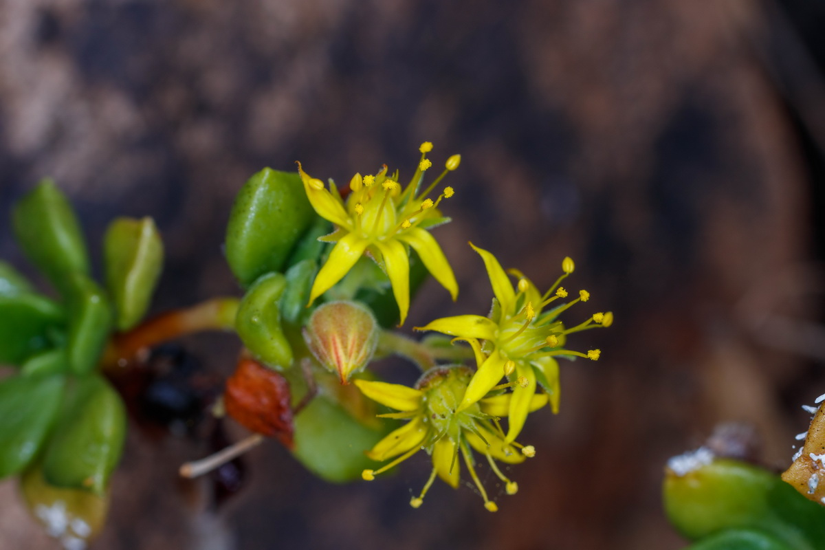 Aeonium lindleyi subsp viscatum Bejequillo gomereta08