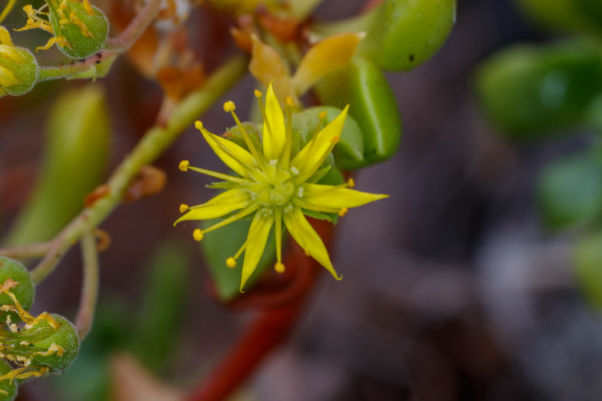Aeonium lindleyi subsp viscatum Bejequillo gomereta10