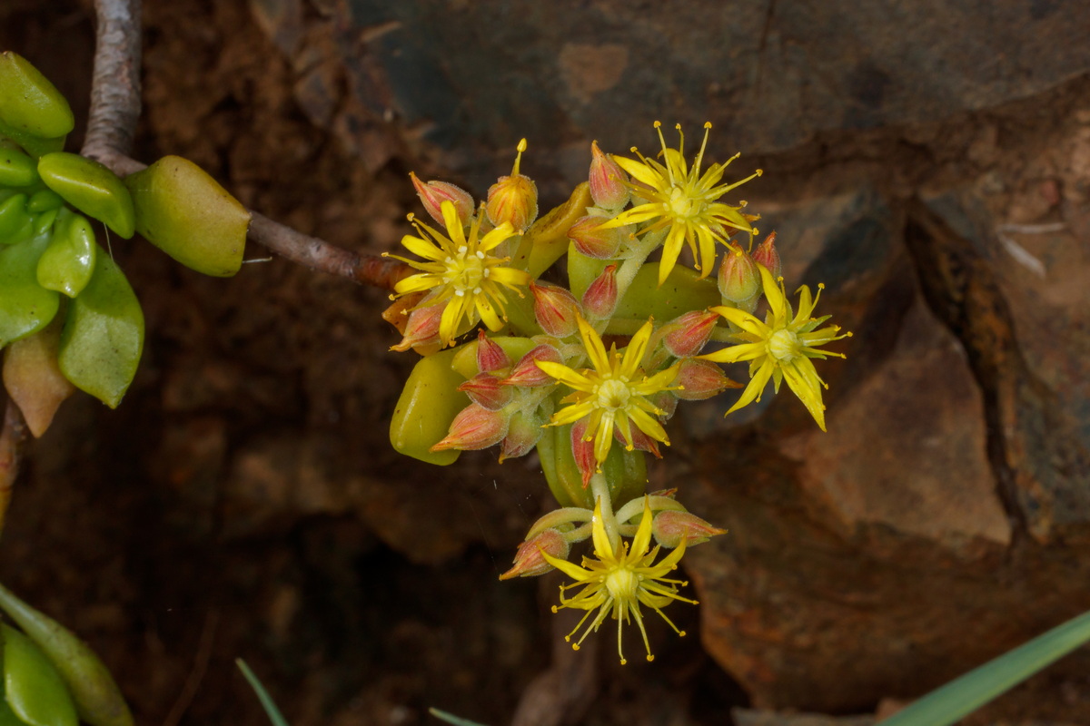  MG 5556 Aeonium lindleyi ssp viscatum (bejequillo puntero)