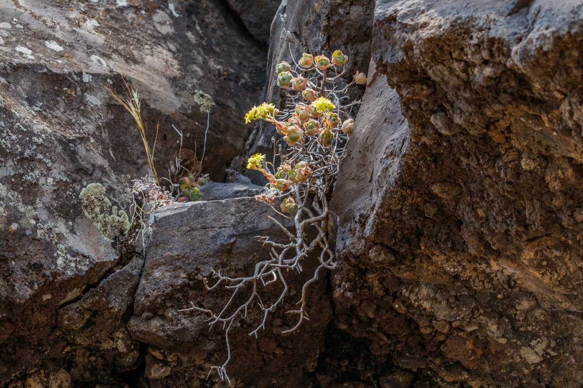 Aeonium saundersii Bejequillo peludo de La Gomera01