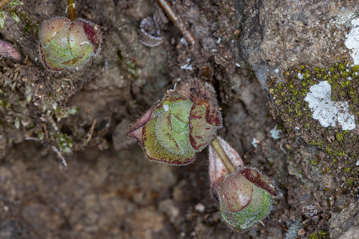 IMG 5911 Aeonium saundersii (bejequillo peludo de La Gomera)