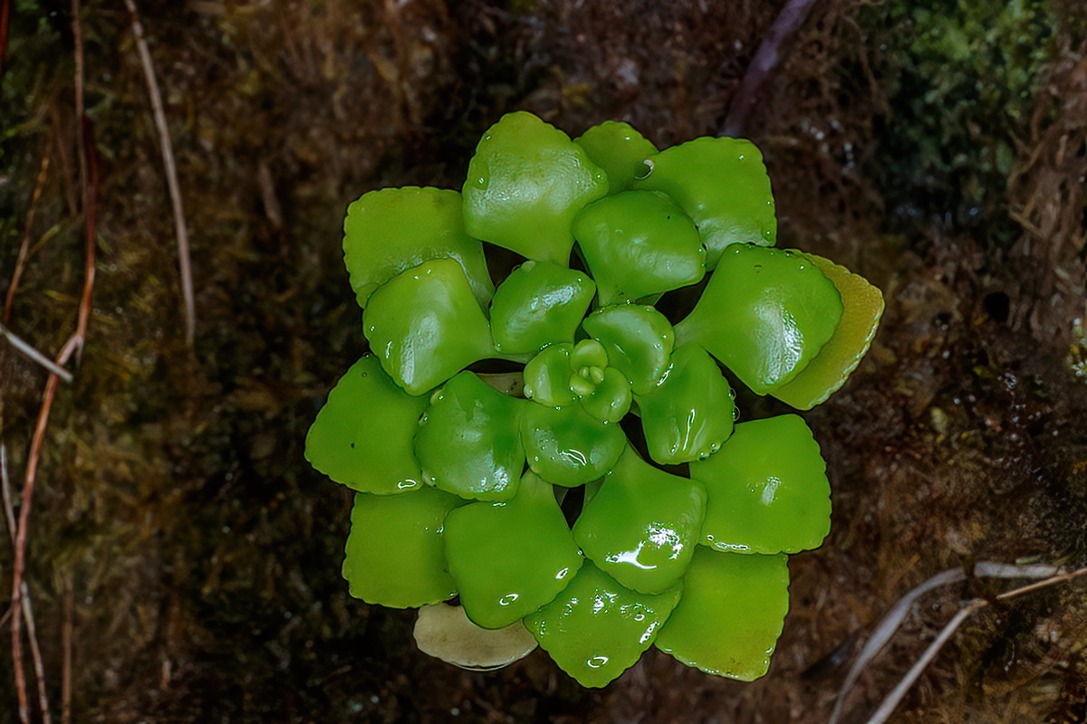  MG 5028 Aichryson pachycaulon subsp. gonzalezhernandezii gongarillo mayor gomero