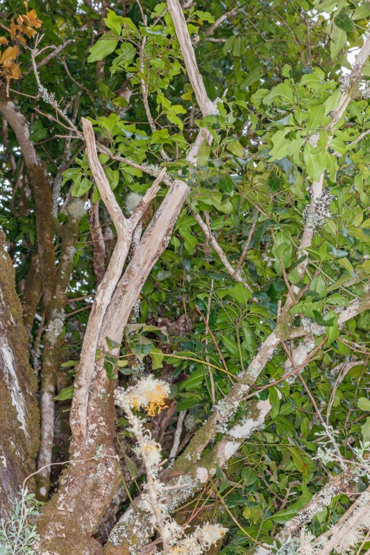  MG 2779 Apollonias barbujana subsp. ceballosi (barbuzano negro) (Web endemicas)