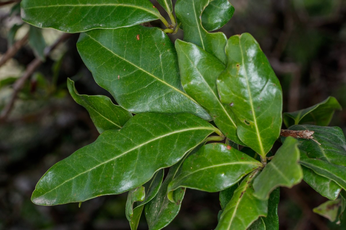  MG 2784 Apollonias barbujana subsp. ceballosi (barbuzano negro) (Web endemicas)