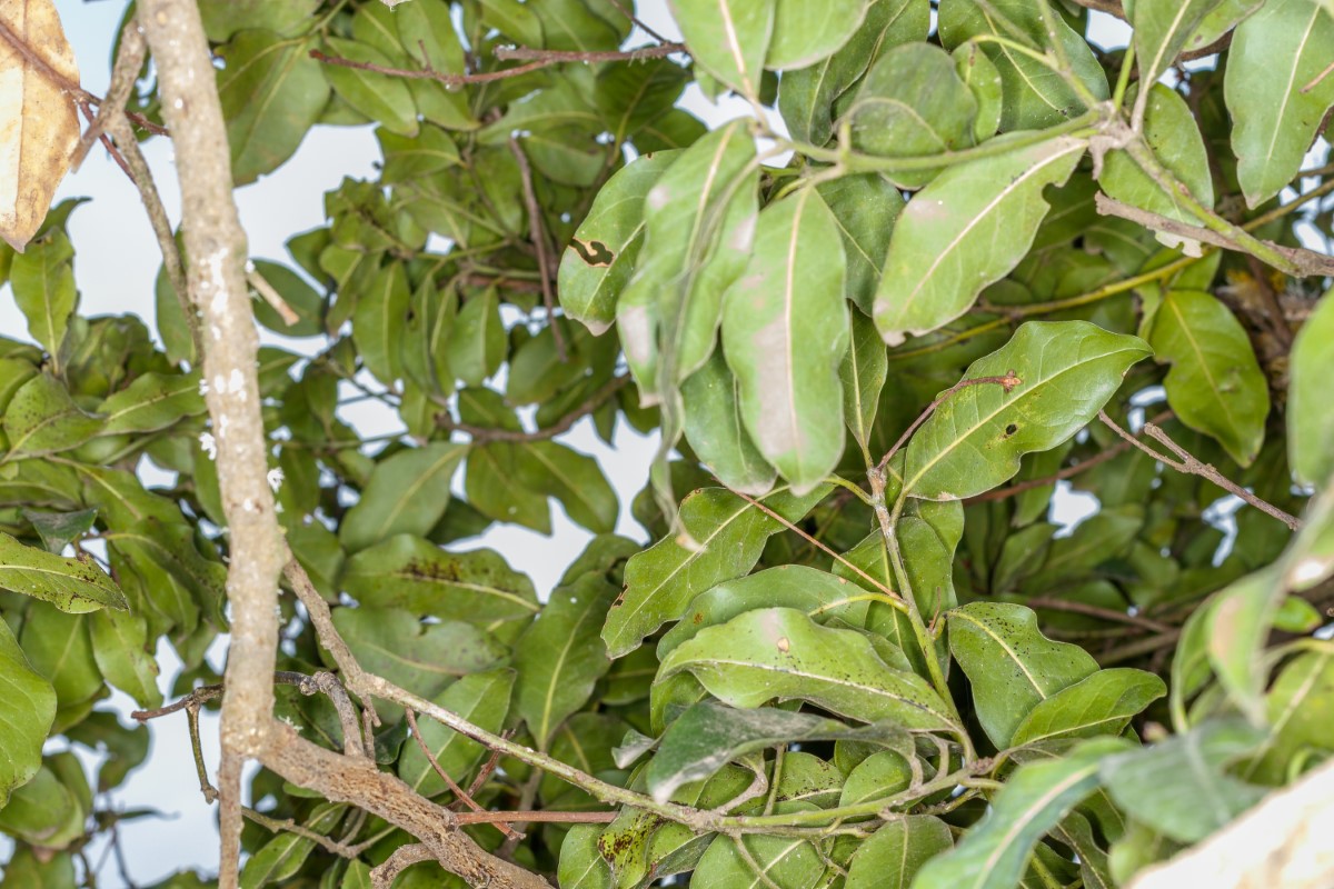  MG 2788 Apollonias barbujana subsp. ceballosi (barbuzano negro) (Web endemicas)