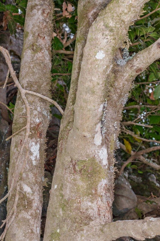  MG 2791 Apollonias barbujana subsp. ceballosi (barbuzano negro) (Web endemicas)