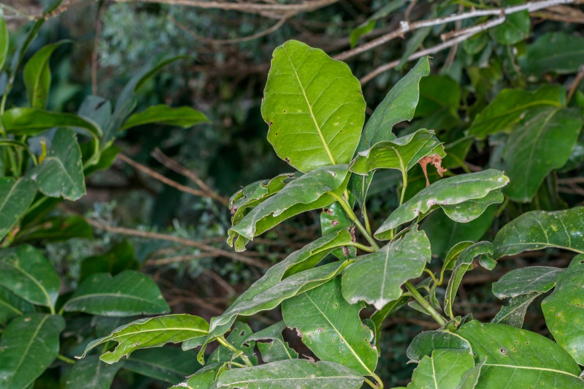  MG 2796 Apollonias barbujana subsp. ceballosi (barbuzano negro) (Web endemicas)