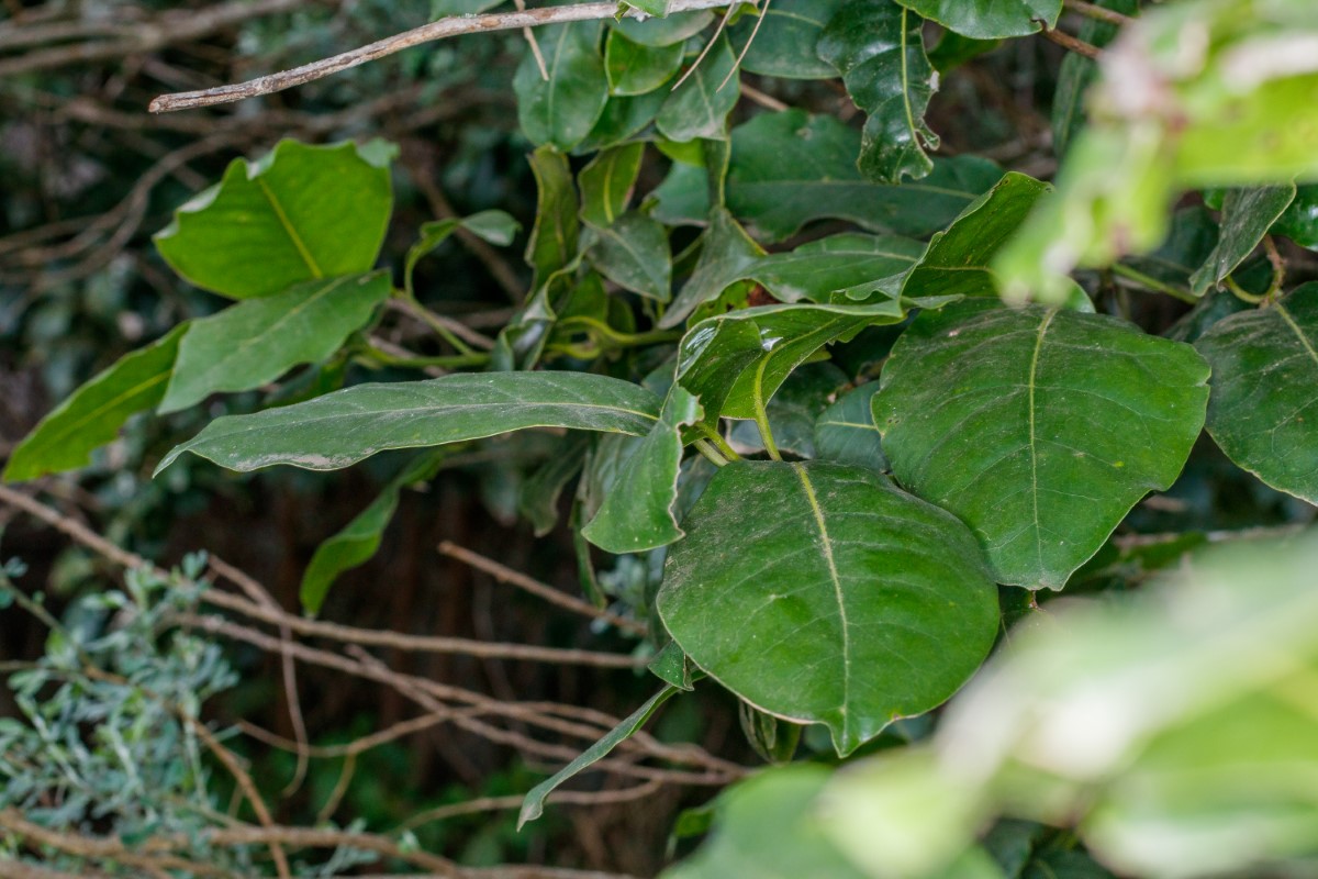  MG 2801 Apollonias barbujana subsp. ceballosi (barbuzano negro) (Web endemicas)