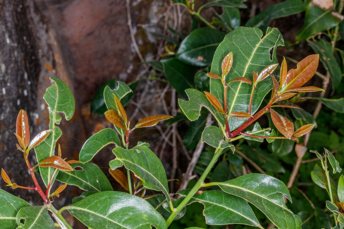  MG 2856 Apollonias barbujana subsp. ceballosi (barbuzano negro) (Web endemicas)
