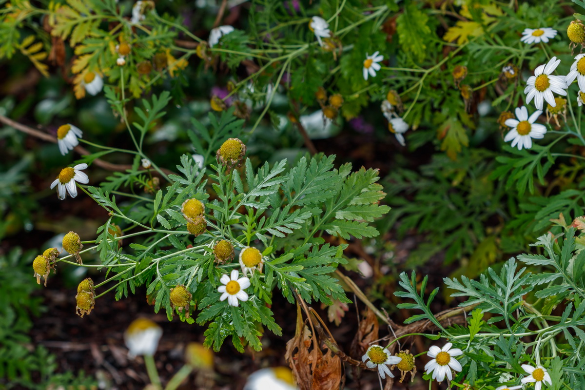 Argyranthemum broussonetii subsp. gomerensis Magarza gomera de monte03