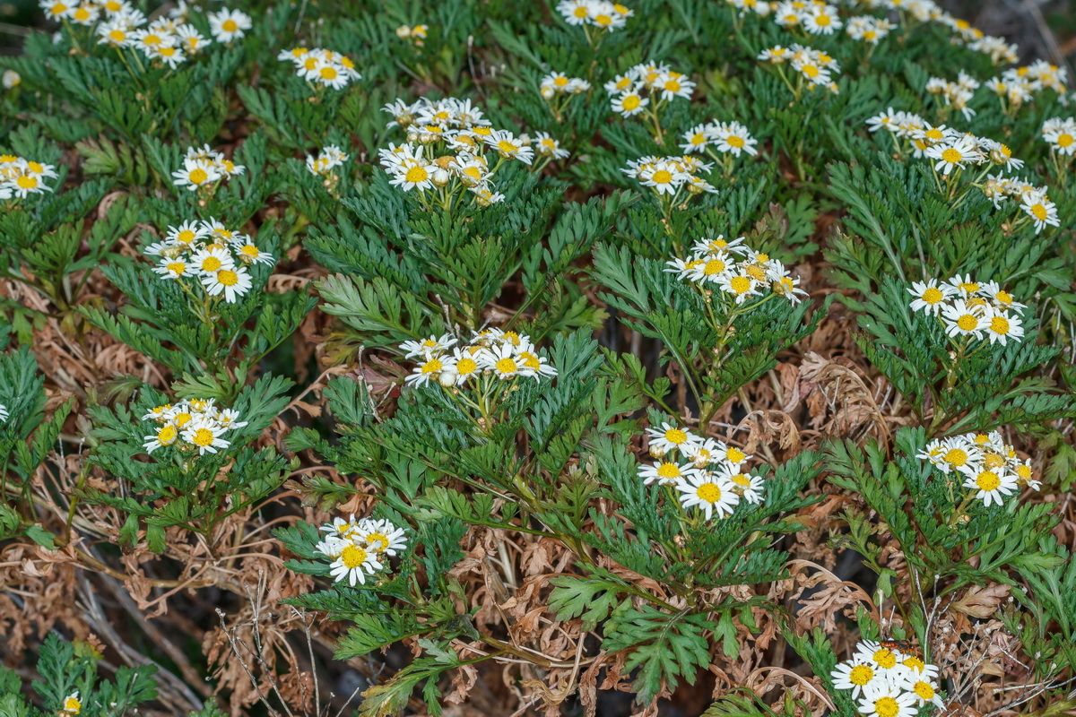  MG 2495 Argyranthemum callichrysum margarita gomera amarilla