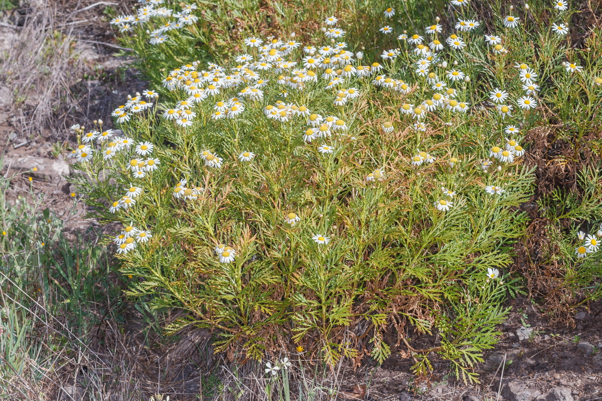  MG 2842 Argyranthemum callichrysum