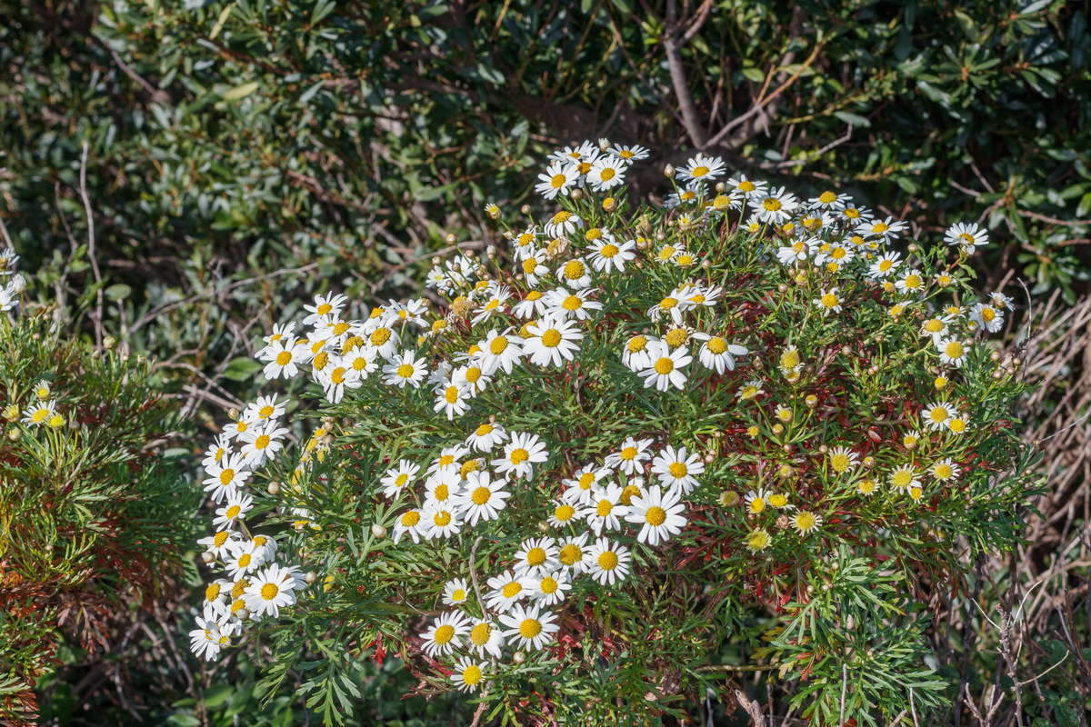  MG 2847 Argyranthemum callichrysum