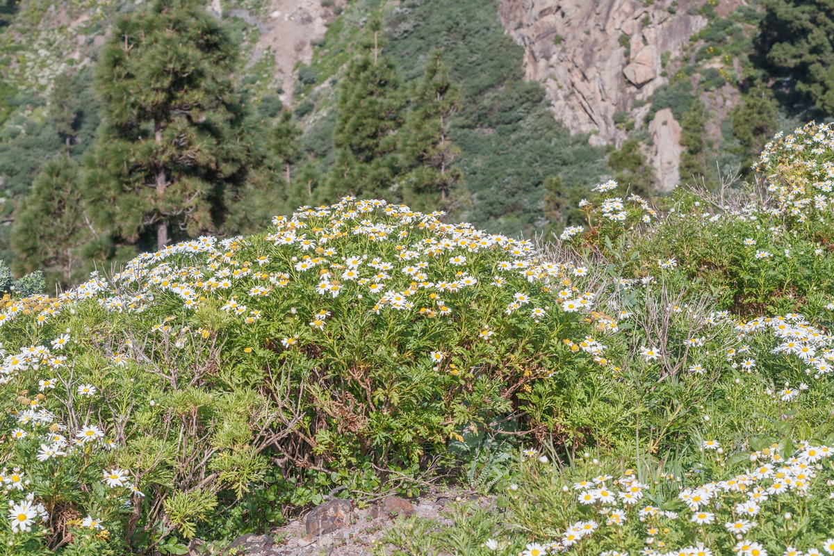  MG 2848 Argyranthemum callichrysum