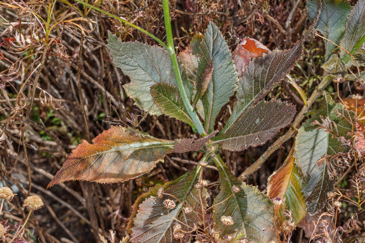 Cistus chinamadensis subsp. gomerae Amagante gomero05