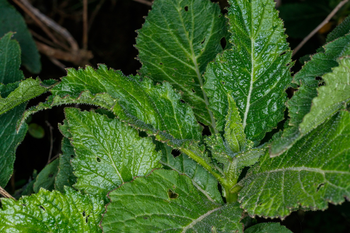  MG 3087 Crambe gomerae subsp. gomerae (colderrisco gomera)