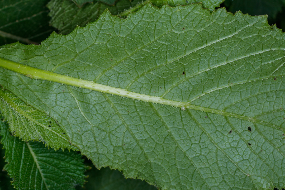 MG 3107 Crambe gomerae subsp. gomerae (colderrisco gomera)