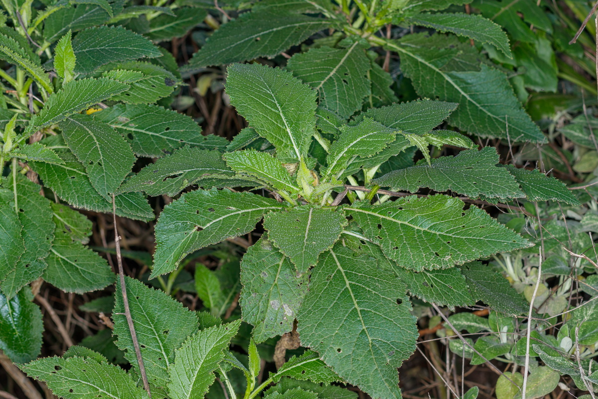  MG 3112 Crambe gomerae subsp. gomerae (colderrisco gomera)