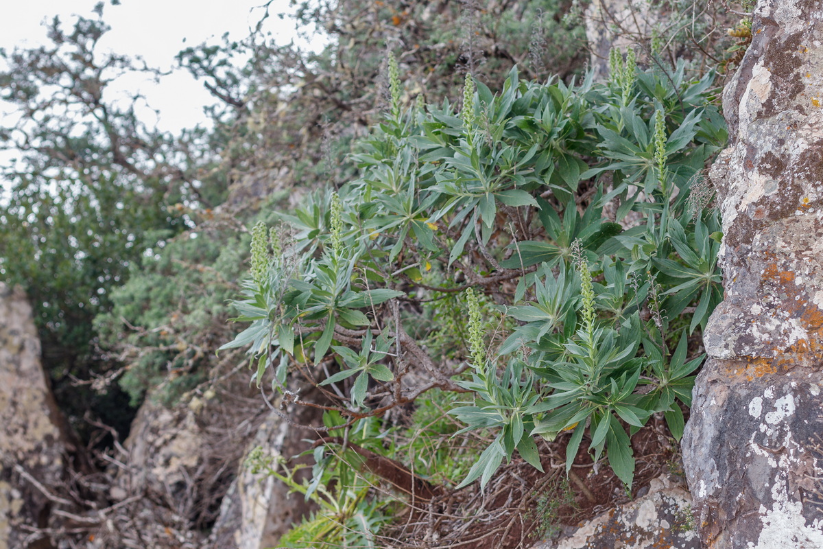  MG 2649 Echium acanthocarpum (taginaste gomero)
