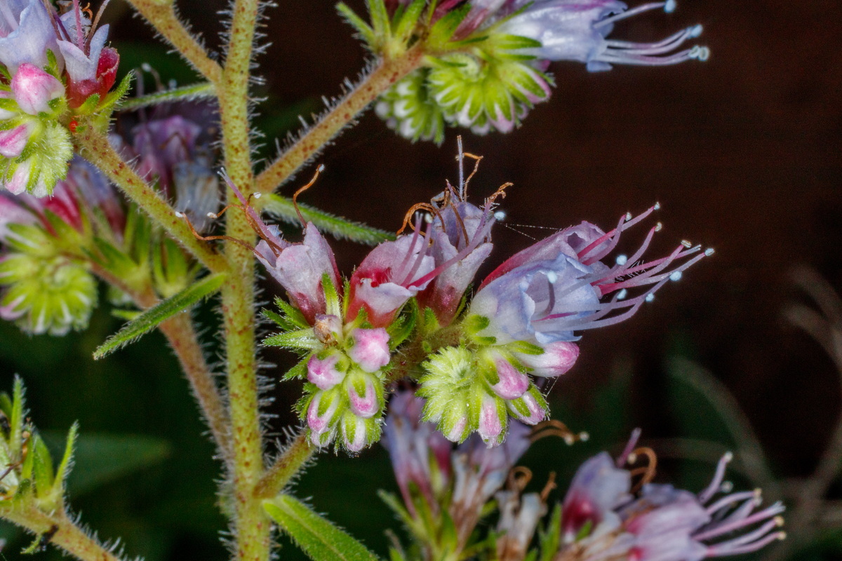  MG 3057 Echium strictum subsp. gomerae (taginaste chico gomero)