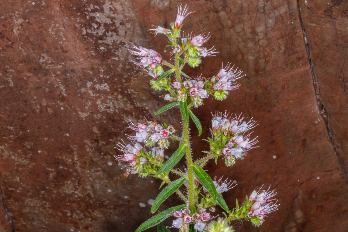  MG 3064 Echium strictum subsp. gomerae (taginaste chico gomero)