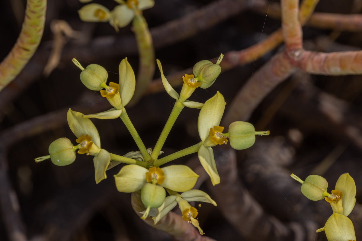 IMG 5783 Euphorbia berthelotii 