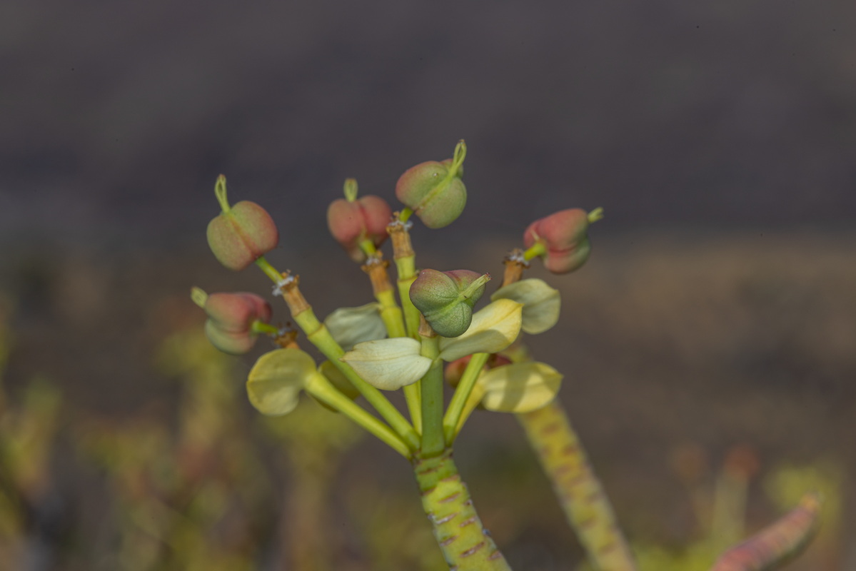 IMG 5789 Euphorbia berthelotii con frutos sin bracteas
