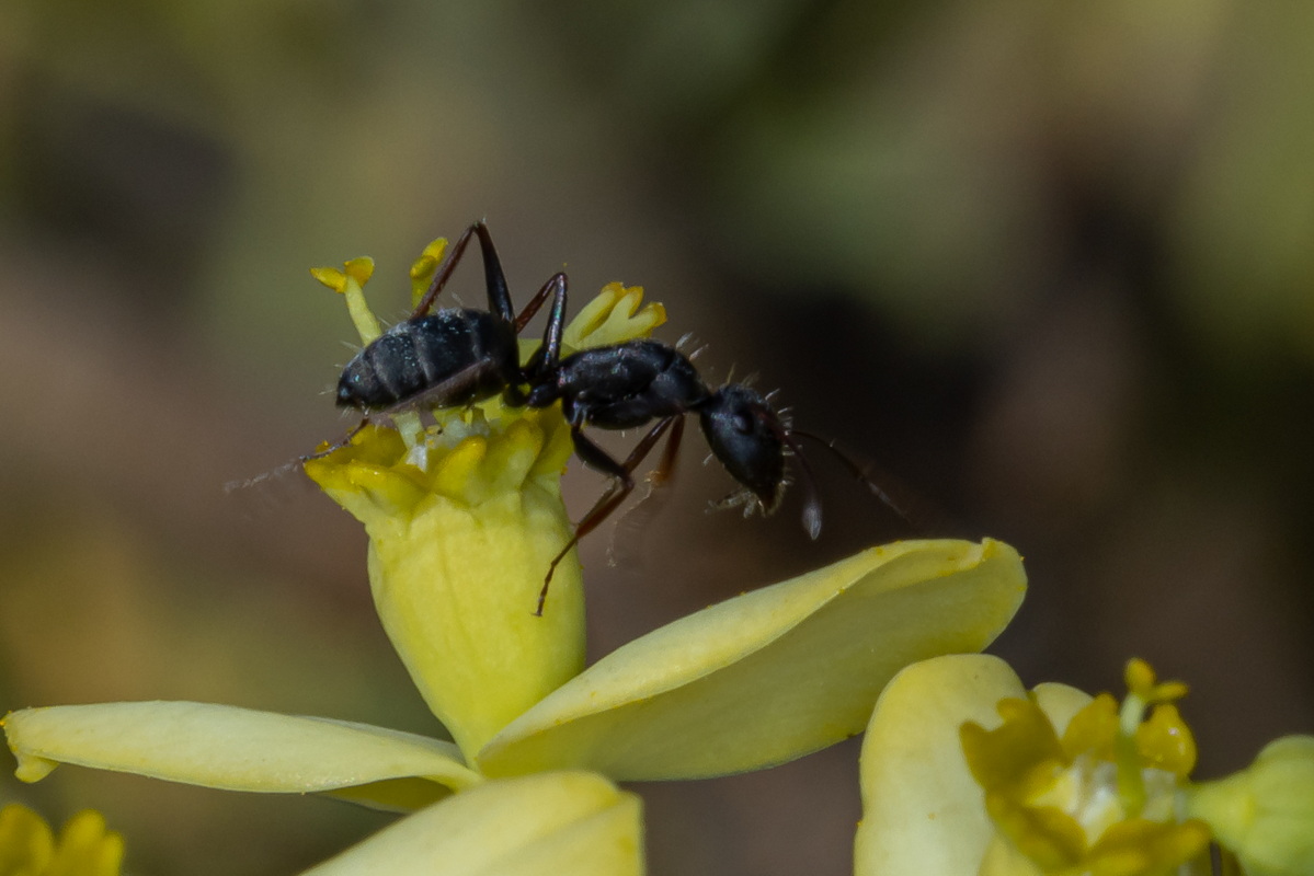 IMG 5790 2 Euphorbia berthelotii Camponotus feae Hormigón de tabaibas