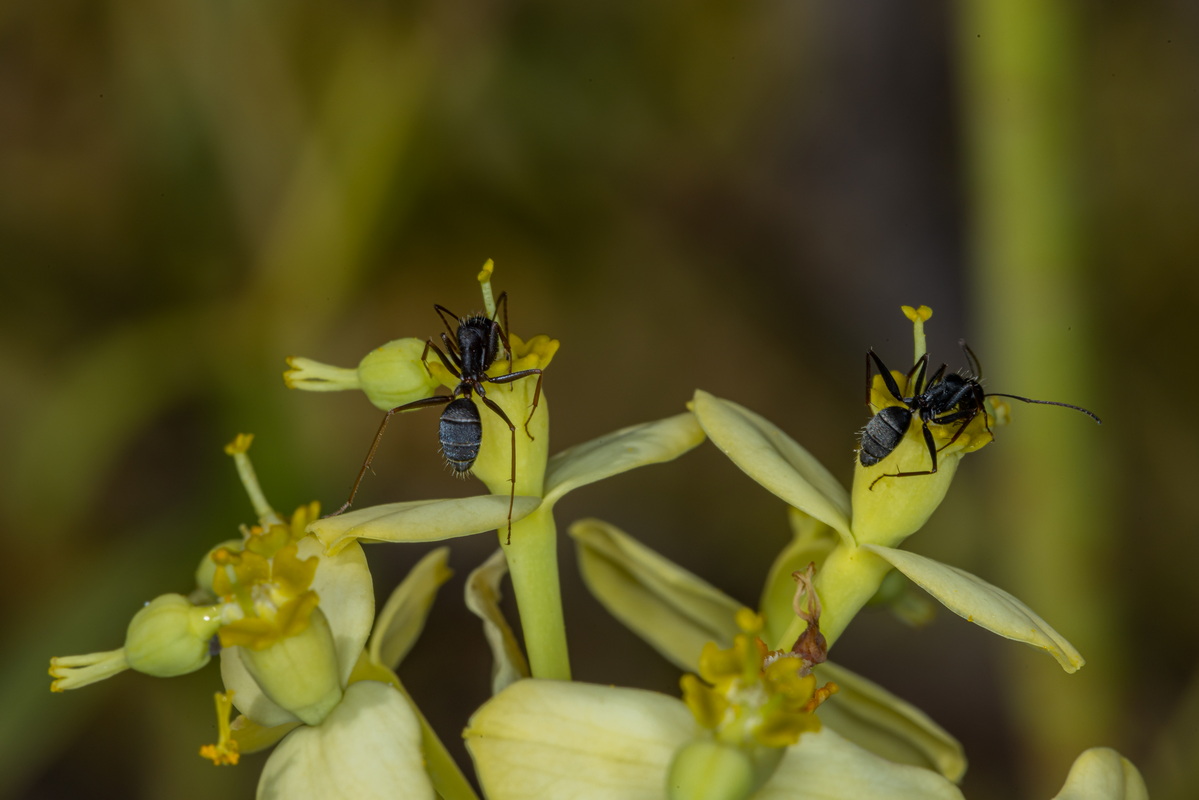 IMG 5795 Euphorbia berthelotii Camponotus feae Hormigón de tabaibas