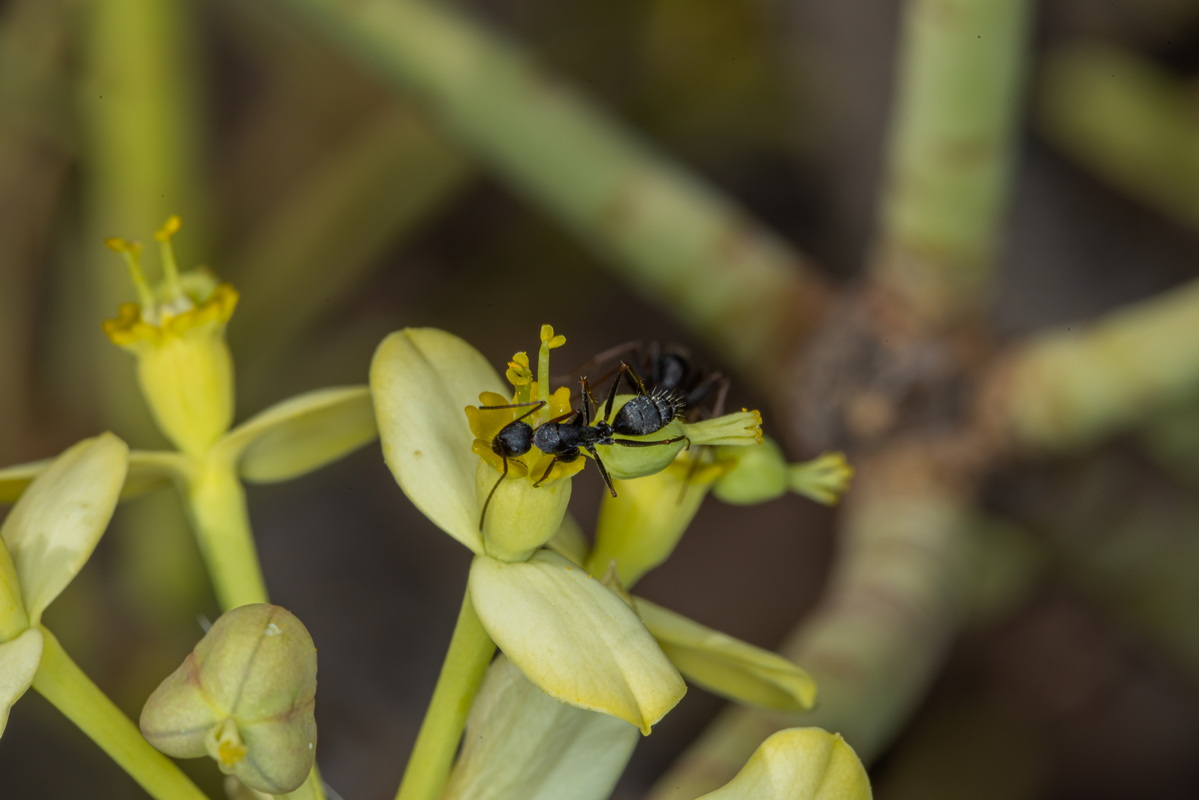 IMG 5796 Euphorbia berthelotii Camponotus feae Hormigón de tabaibas