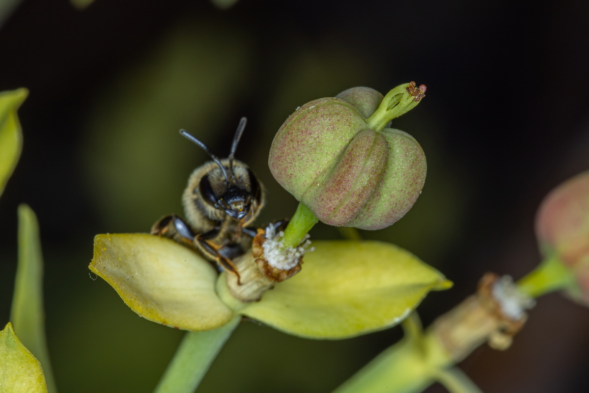 IMG 5810 Euphorbia berthelotii con abeja polinizadora