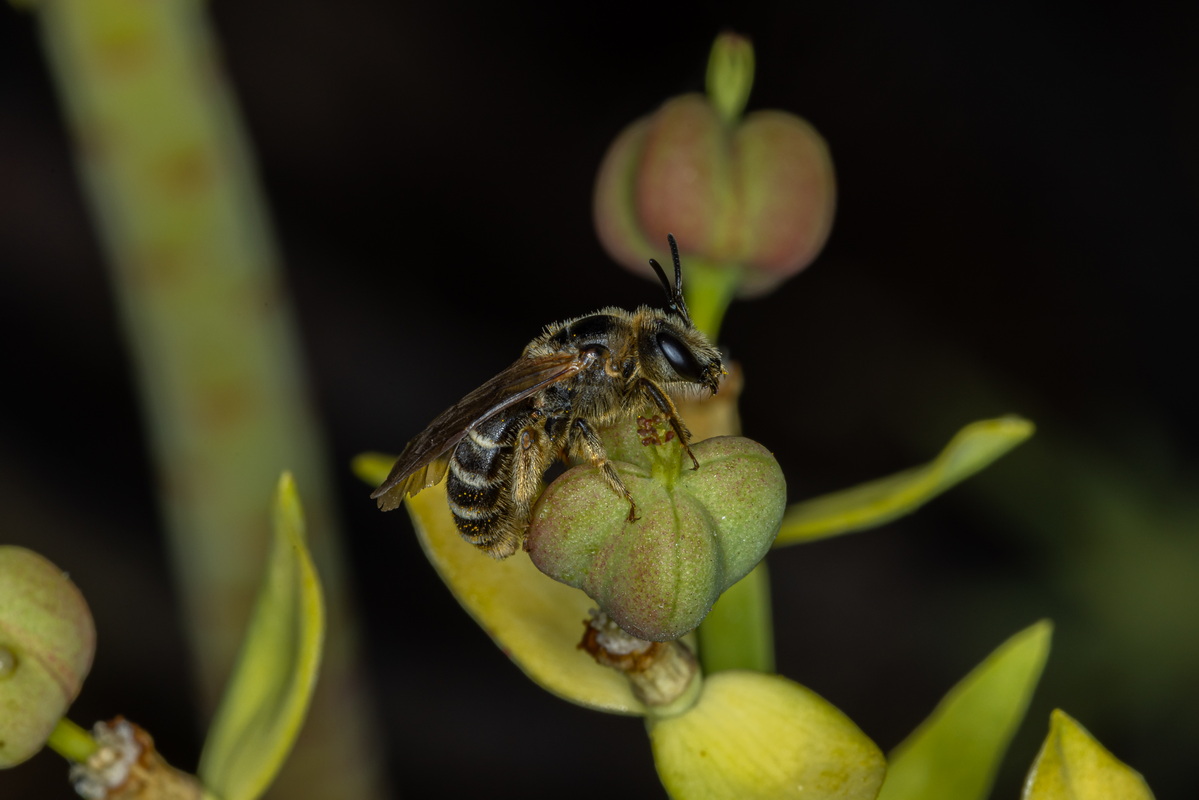 IMG 5814 Euphorbia berthelotii con abeja polinizadora