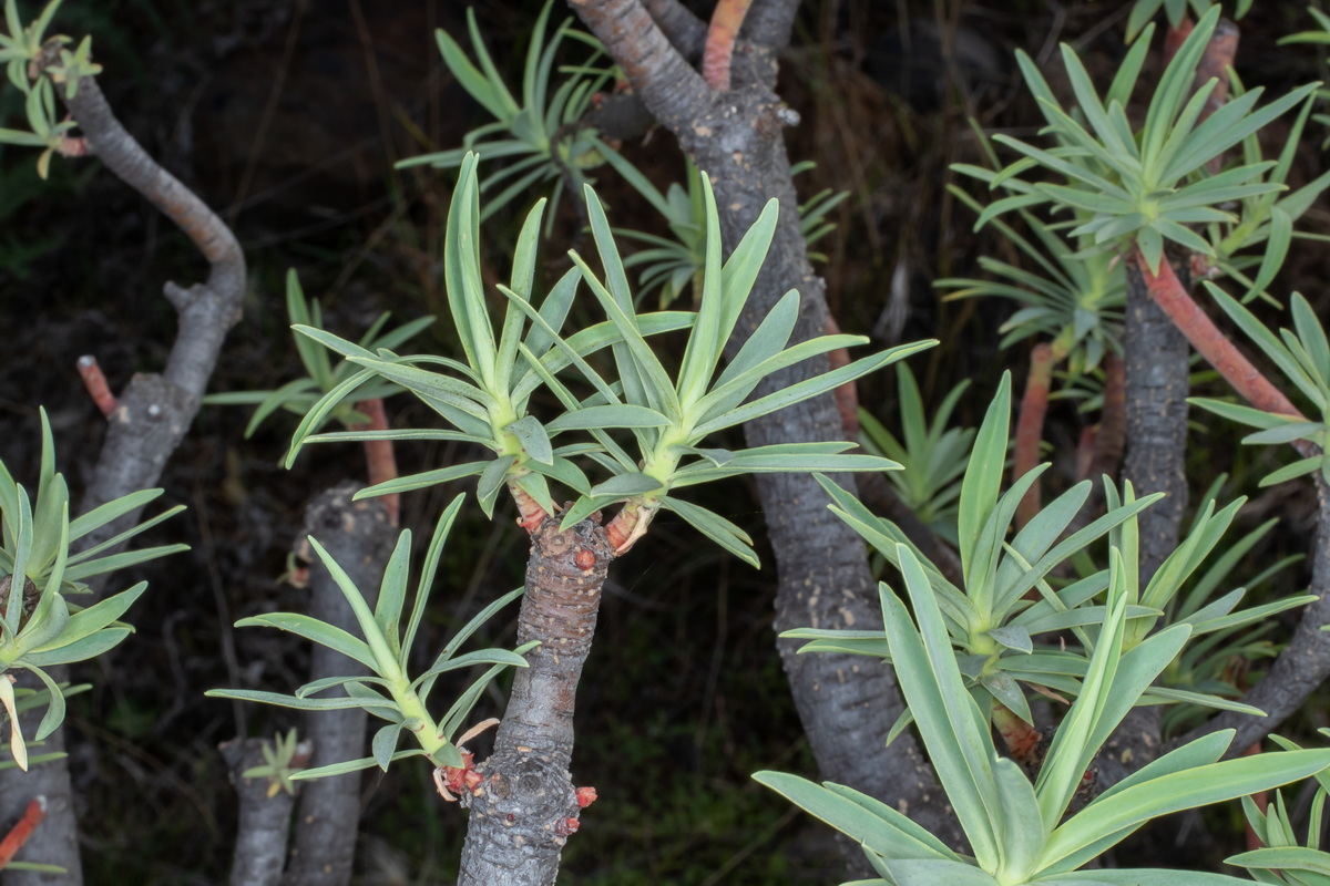  MG 0131 Euphorbia berthelotii (tabaiba picuda)