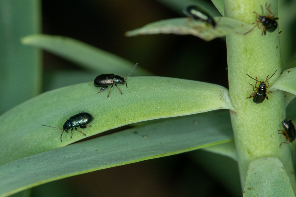 MG 3288 Euphorbia berthelotii y cf escarabajos pulga Aphthona sp
