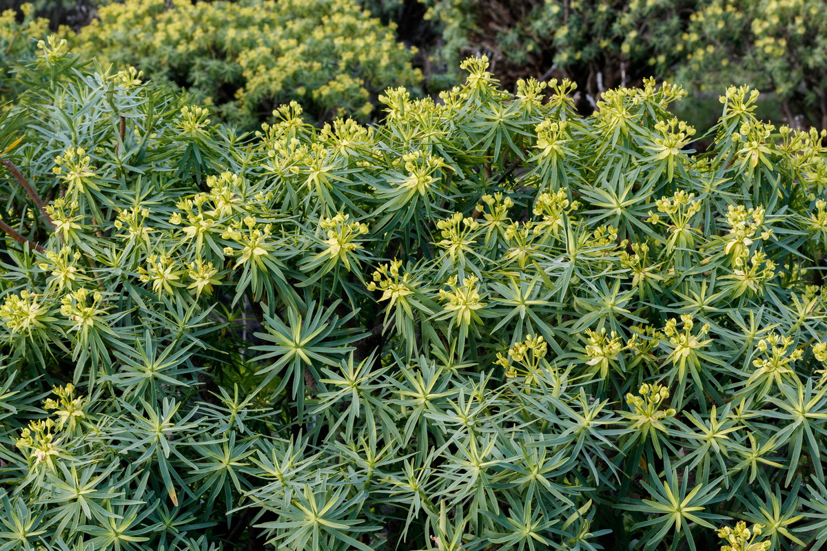  MG 3320 Euphorbia berthelotii
