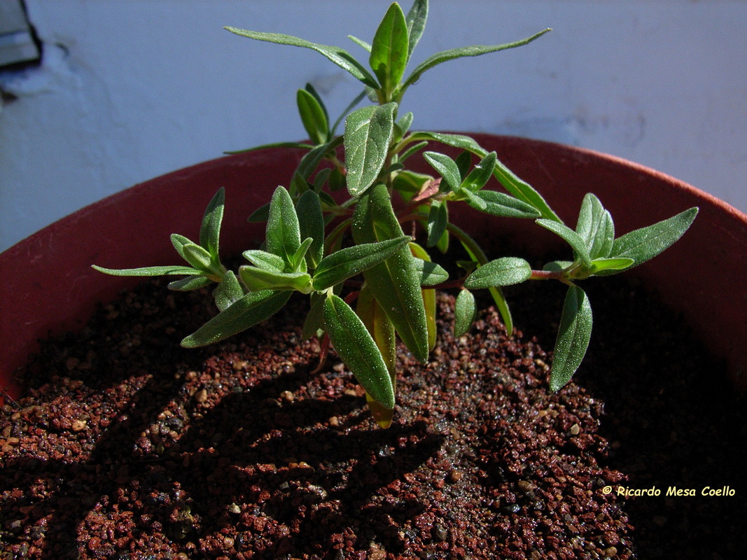 Helianthemum aganae 2 