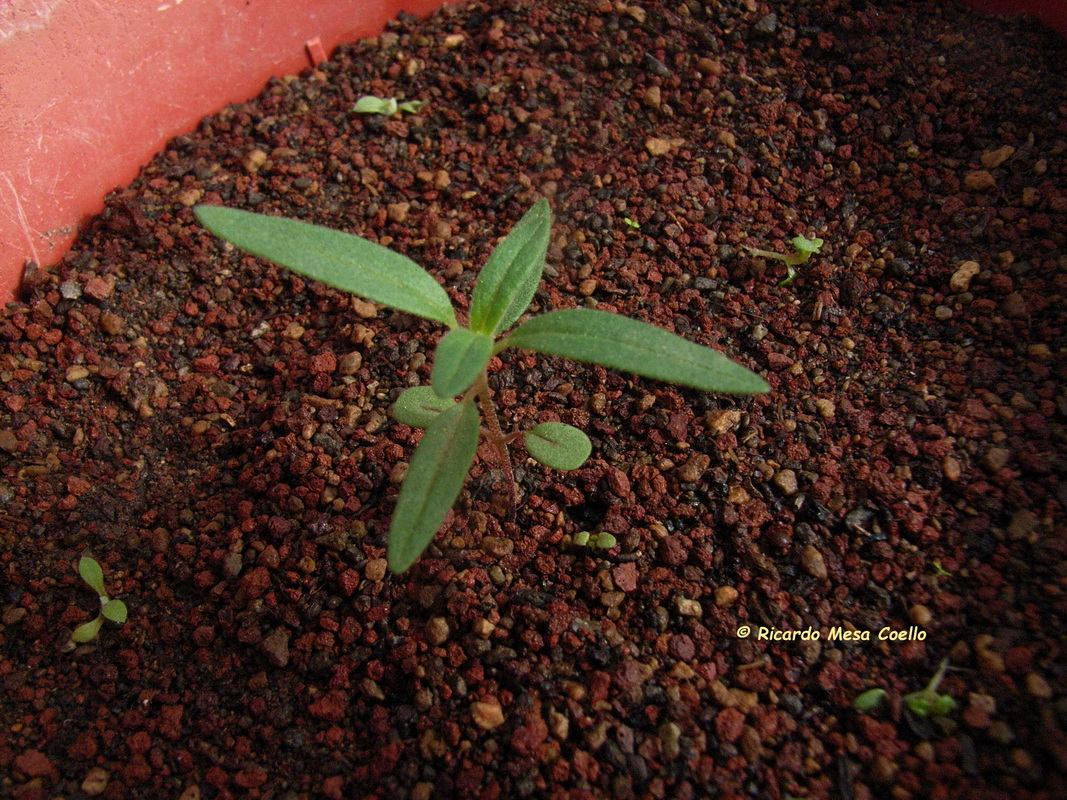 Helianthemum aganae juvenil