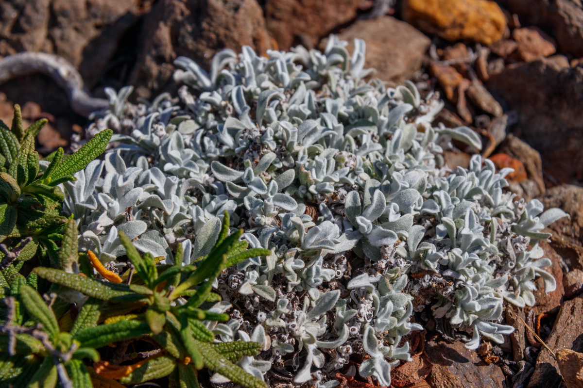 Helichrysum alucense Yesquera de aluce04