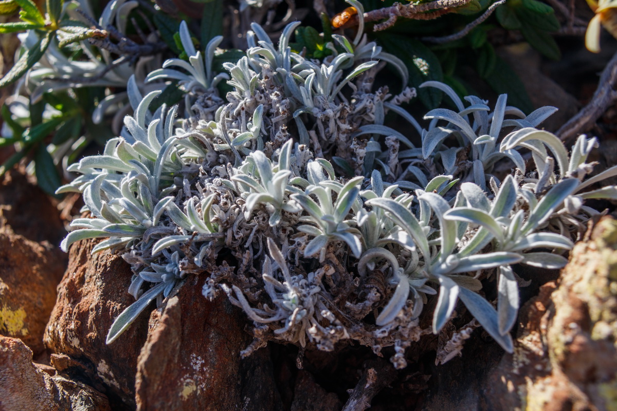 Helichrysum alucense Yesquera de aluce05