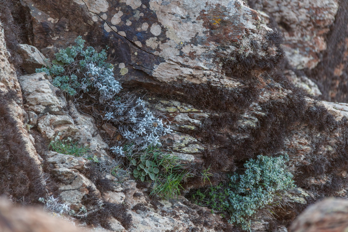 MG 9851 Helichrysum alucense Teline stenopetala pauciovulata Gacia gomera